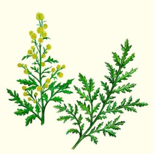 Hydrolat d'Artemisia annua