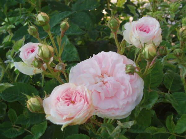 Rose cuisse de nymphe émue
