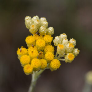Hydrolat d'Immortelle