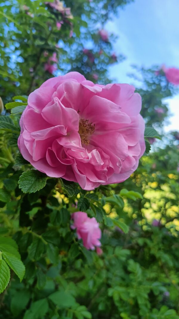 Hydrolat de Rose – Image 3
