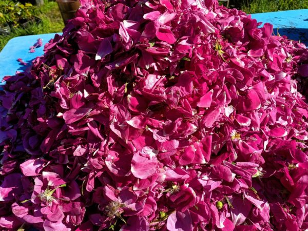 Hydrolat de Rose – Image 2