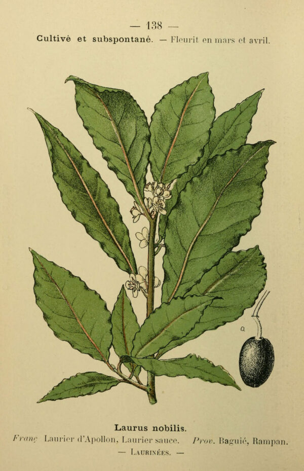 Hydrolat de Laurier noble – Image 2