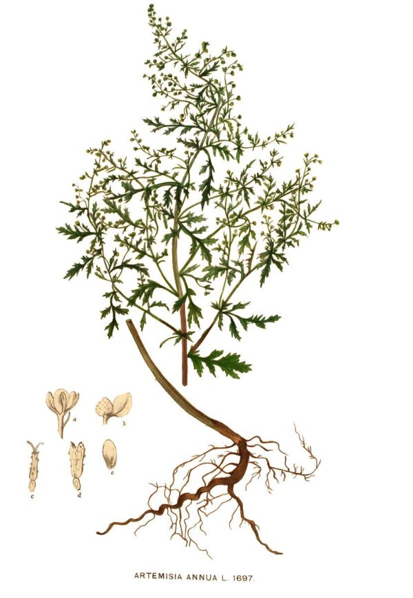 Hydrolat d'Artemisia annua – Image 2