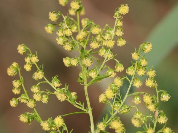 Hydrolat d'Artemisia annua – Image 4